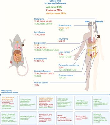 "Open Sesame" to the complexity of pattern recognition receptors of myeloid-derived suppressor cells in cancer